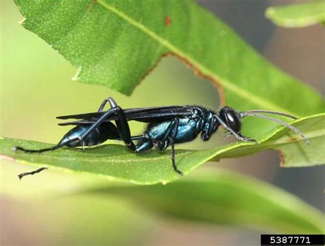 The Blue Mud Wasp ( Chalybion californium ) 